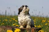 SHIH TZU 277